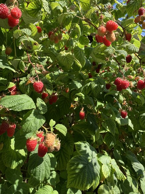 Strawberry Aesthetic, Berry Garden, Strawberry Girl, Berry Picking, Wild Strawberry, Aesthetic Green, Wild Strawberries, Dream Garden, Strawberries