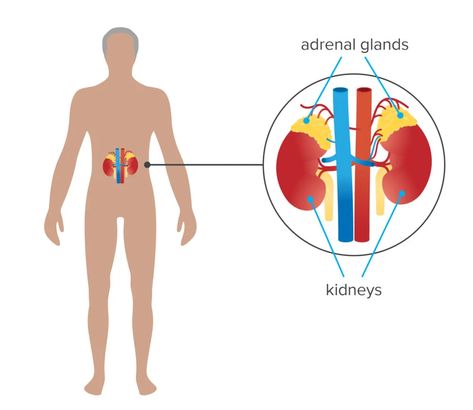 What is the importance of ADRENAL GLANDS in our body? Adrenal Medulla, Adrenal Gland, Adrenal Glands, Body Balance, Our Body, Work On, Gif, Health