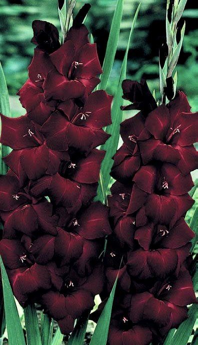 Goth Garden Flowers, Goth Plants, Witchy Garden, Brown Hairstyles, Tattoo Plant, Gothic Flowers, Goth Garden, Gladiolus Flower, Hair Color Brown