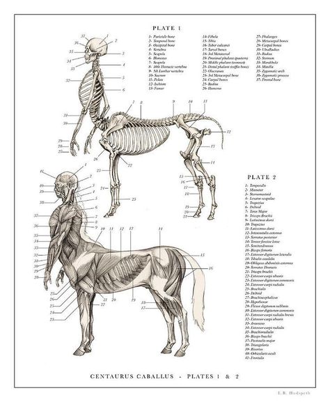 The Resurrectionist, Fantasy Creatures Mythology, Mythical Creatures Art, Mythological Creatures, Anatomy Drawing, Creature Concept Art, Mystical Creatures, Creature Concept, Skeletal