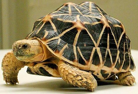 Indian Star Tortoise, Star Tortoise, Tortoise Tattoo, Russian Tortoise Diet, Tortoise Diet, Tortoise Food, Cute Tortoise, Russian Tortoise, Tortoise Habitat