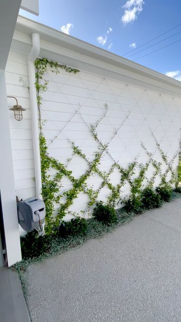 Climber Plants, Vine Trellis, Small Condo, Backyard Plan, Diamond Trellis, Star Jasmine, Landscaping Garden, Gardening Landscaping, Garden Trellis