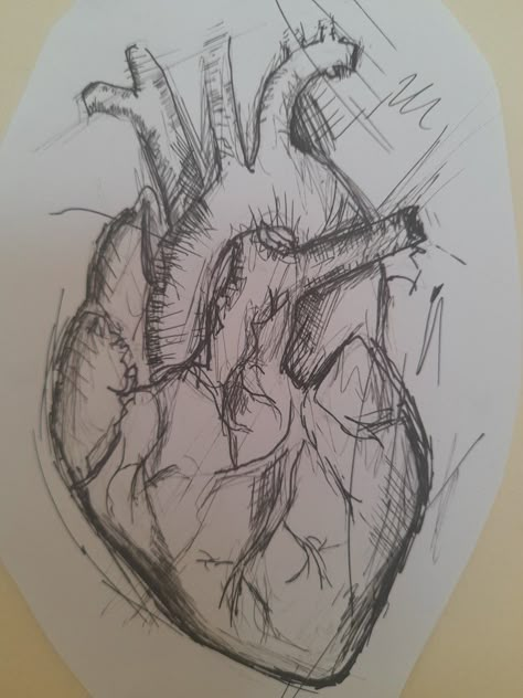 Heart Drawing Realistic Sketch, Human Heart Sketch Aesthetic, Real Life Heart Drawing, Real Heart Reference, Heart Art Sketch, Realistic Heart Reference, Heart Of Stone Drawing, Love Meaning Drawings, Love Art Ideas Drawing