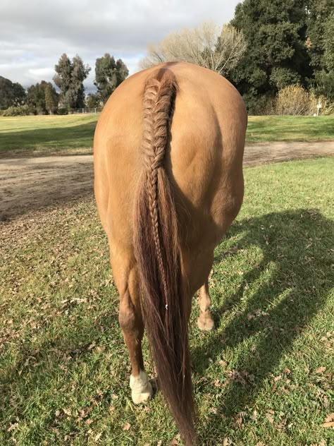 I love this tail braid!!❤️❤️ Horse Main Braiding, How To Braid A Horse Tail, Horse Tail Braiding, Horse Braids Tail, Braided Horse Mane, Braided Horse Tail, Tail Braids Horse, Horse Mane Braids Westerns, Horse Tail Braid Ideas