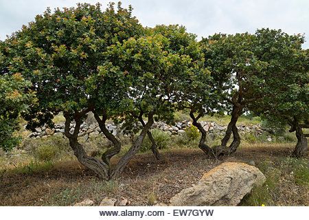 Mediterranean Trees, Pistachio Tree, Mastic Tree, Houses With Flowers, Chios Greece, Greek Flowers, Arizona Decor, Mediterranean Gardens, Pepper Tree