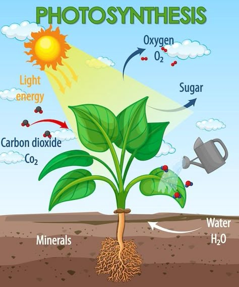 Free vector diagram showing process of p... | Free Vector #Freepik #freevector #photosynthesis #background-cartoon #cartoon-landscape #nature Diagram Of Photosynthesis, Photosintesis Drawing, Photosynthesis Drawing, Photosynthesis Poster, Photosynthesis Diagram, Typical Plant Cell, Photosynthesis Projects, Science Hacks, Photosynthesis Activities