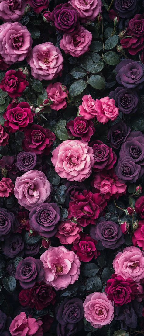 Pink Purple Flowers Wallpaper, Rose Pink Wallpaper Iphone, Iphone 15 Pink Wallpaper, Rose Iphone Wallpaper, Purple Floral Wallpaper, Iphone Wallpaper Plants, Pink And Purple Roses, Purple Roses Wallpaper, Hd Flower Wallpaper