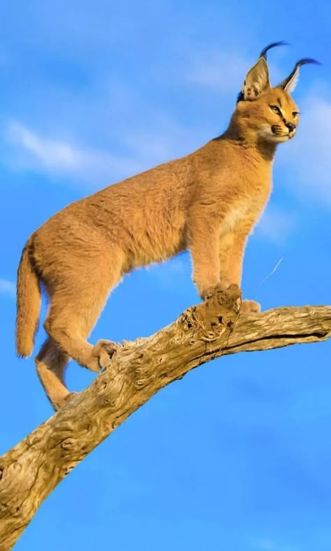 ♔ Caracal Caracal Wallpaper, Caracal Kittens, Wild Cat Species, Caracal Cat, Cat Ages, Exotic Cats, Animal References, Animals And Birds, Arte Animal