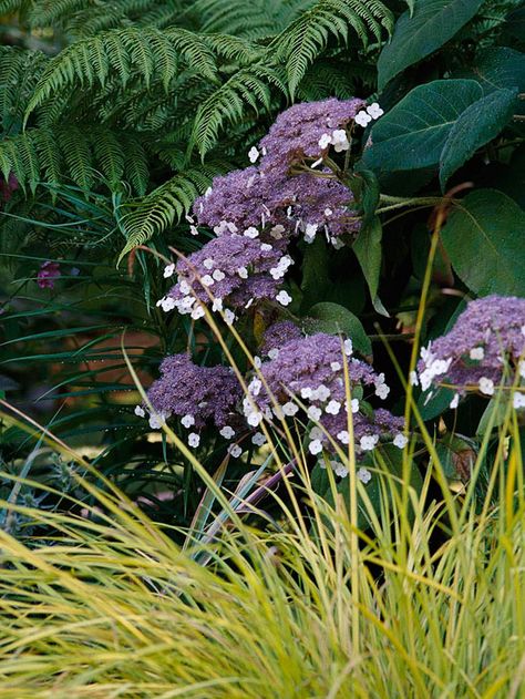 Lacecap Hydrangea, Big Leaf Plants, Mophead Hydrangea, Big Leaf Hydrangea, Types Of Hydrangeas, Hydrangea Varieties, Violet Garden, Smooth Hydrangea, Patio Gardening