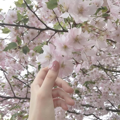 Kaede Akamatsu, Pink Nature, Soft Pink Theme, Sakura Tree, Japan Aesthetic, Aesthetic Japan, Pink Vibes, Pink Themes, Japanese Aesthetic