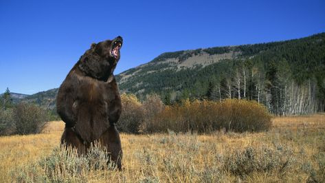 5 of History's Deadliest Bear Attacks - HISTORY Grizzly Man, Bear Attack, Katmai National Park, Bear Hunting, History Taking, Grizzly Bear, Glacier National Park, The Lord Of The Rings, Black Bear