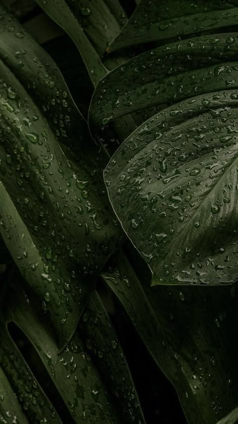 Olive Green Wallpaper Texture, Forest Green Mood Board, Humidity Aesthetic, Olive Green Wallpaper Aesthetic, Green Olive Aesthetic, Earthy Green Wallpaper, Plant Background Aesthetic, Dark Olive Green Wallpaper, Moody Green Aesthetic