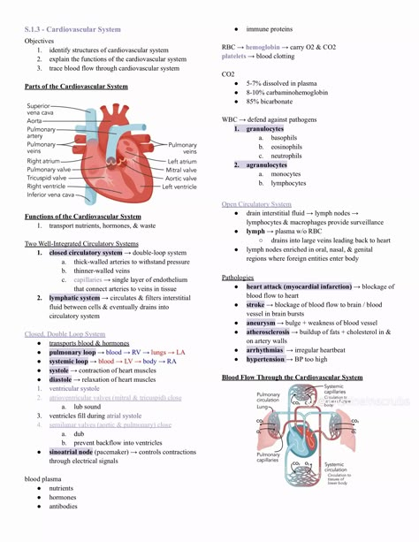 Cardiology Notes Medical, Heart Anatomy Notes, Cardiology Terminology, Heart Anatomy Studying, Cardiac Cycle Notes, Cardiologist Aesthetic, Cardiovascular System Notes, Cardiovascular System Notes Nursing, Sonography Student Study