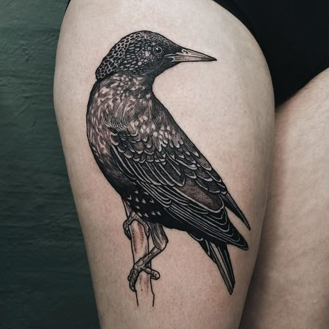 Starling Tattoo Design, European Starling Tattoo, Starling Bird Tattoo, Wingspan Tattoo, Starling Tattoo, Ken Tattoo, Woodpecker Tattoo, Traditional Tattoo Black And Grey, Common Starling