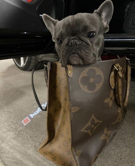 French Bulldog Aesthetic, French Bulldog Puppies Aesthetic, Gray French Bulldog, Fit French Bulldog, Frenchie Bulldog Puppy, French Bulldog Clothes Outfits, Bulldog Aesthetic, Aesthetic French Bulldog, French Bulldog Accessories