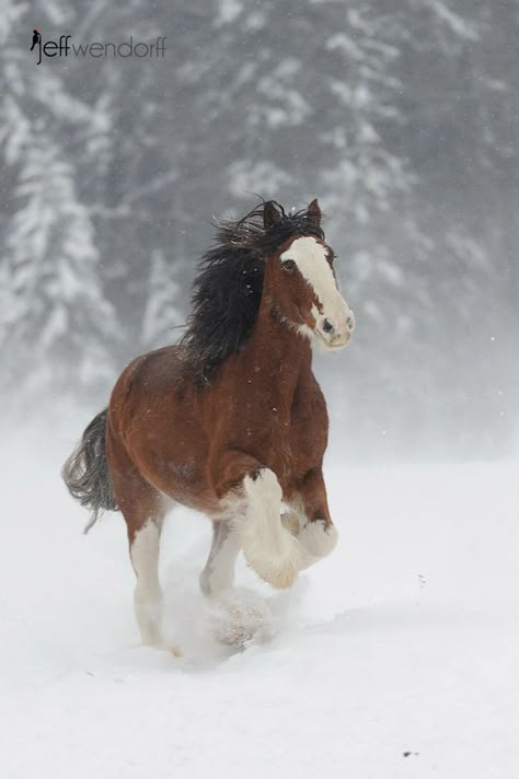 Clydesdale Budweiser Clydesdales, Clydesdale Horses, Big Horses, Most Beautiful Horses, Work Horses, Majestic Horse, Horse Crazy, Clydesdale, Draft Horses