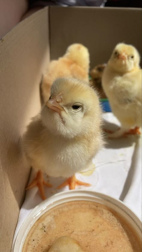 Chicken Wallpaper Aesthetic, Chicken Aesthetic Animal, Cute Chicken Wallpaper, Chick Wallpaper, Chickens Animal, Chickens Wallpaper, Chick Aesthetic, Chicken Aesthetic, Angry Duck