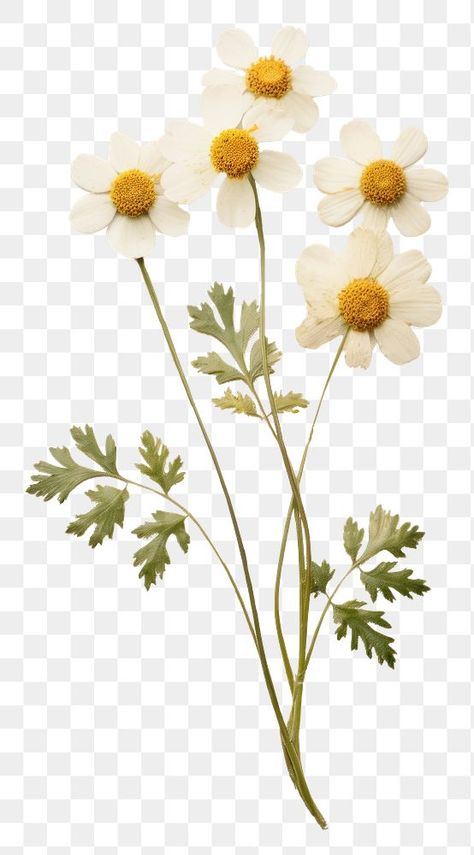 Feverfew Flower, Dried Flowers Png, E Journal, Aesthetic Pngs, Best Png, Collage Supplies, Graphic Design University, Pngs Transparent, Collage Backgrounds