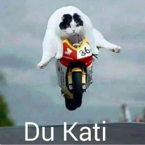 Bike Humor, Motorcycle Humor, Cat Races, Serie Bmw, Image Moto, Cat Power, Biker Love, Pretty Bike, Facebook Humor