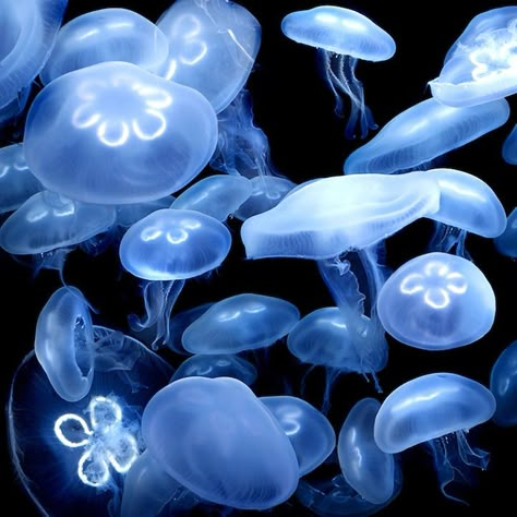 Jellyfish Core, Moon Jellyfish, Sea Jellies, Creature Marine, Blue Jellyfish, Underwater Life, Ocean Vibes, Jelly Fish, Marine Biology