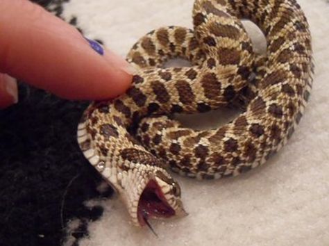 Ticklish Perhaps? Cute Snakes, Hognose Snake, Baby Snakes, Snake Lovers, Cute Reptiles, Cute Snake, Pet Snake, Beautiful Snakes, Chuck Norris