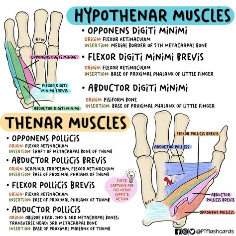 Physical Therapy Notes, Physical Therapy Student Study, Pt School, Physical Therapy School, Physical Therapy Student, Physical Therapist Assistant, Physical Therapy Assistant, Basic Anatomy And Physiology, Occupational Therapy Activities