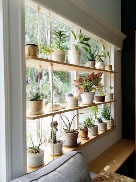 If you're looking for plant room ideas to liven up your living space, look no further - you've come to the right place. Koti Diy, Plant Room Ideas, Window Shelves, Window Plants, نباتات منزلية, Hanging Plants Indoor, Plant Room, Crazy Plant Lady, Plant Shelf