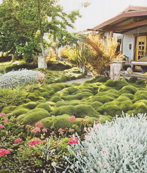 Korean Velvet Grass Ground Cover Drought Tolerant, No Grass Front Yard, Grass Front Yard, Small Front Garden Ideas, Boxwood Garden, Backyard Ideas For Small Yards, Low Water Gardening, Backyard Garden Diy, Lawn Alternatives