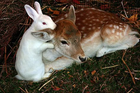 Bunnies Aesthetic, Deer Aesthetic, Baby Doe, Deer And Rabbit, Animal Hugs, Bunny Aesthetic, Bambi And Thumper, Animals Friendship, Pretty Animals