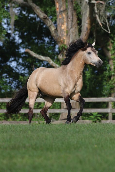 Connemara Horse, Western Ireland, Horse Pretty, Hunter Jumper Horses, Connemara Pony, Horse Ownership, Horseback Riding Lessons, Horse Movies, Horse Arena