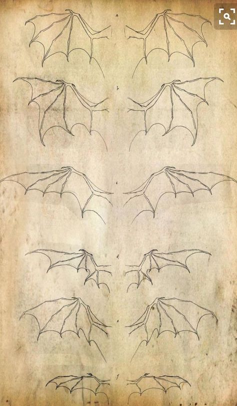 Dragon Anatomy, Wings Drawing, Dragon Sketch, Dragon Wings, Dragon Drawing, Dragon Art, Httyd, Creature Design, Design Reference