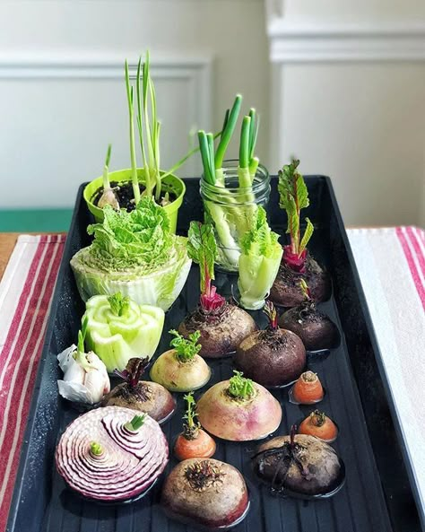 You hit pay dirt when you regrow what’s in your fridge. Repurposed Kitchen, Regrow Vegetables, Vegetable Scraps, Kitchen Scraps, Windowsill Garden, Growing Veggies, Food Scraps, Bows Diy, Home Vegetable Garden