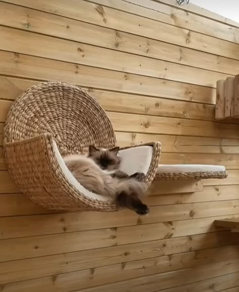 Cat Wood Furniture, Cat Stuff Aesthetic, Cat Accessories Products, Aesthetic Cat Stuff, Cat Tree Aesthetic, Diy Cat Shelf, Cat Loft, Cat Necessities, Cat Hideaway