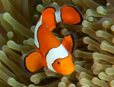 Clown Fish Aesthetic, Clown Fish Photography, Clown Fish Painting, Fish Reference Photo, Clown Fish Drawing, Clown Fish Tattoo, Clownfish Painting, Clown Fish Art, Coral Reef Photography