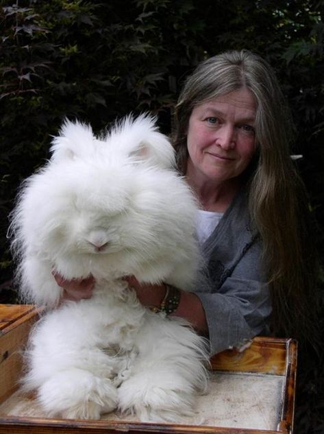 The Fluffy Bunny in the World, Angora Rabbit – Gudsol Farm Bunnies, Angora Bunnies, Bunnies For Sale, Fiber Farm, English Angora Rabbit, Angora Bunny, Rabbits For Sale, Raising Rabbits, Rabbit Breeds