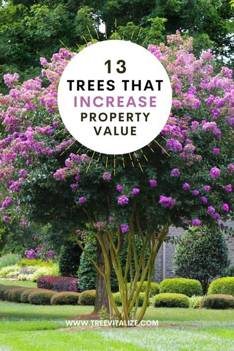 Elevate your home's appeal and market worth with our selection of 13 trees guaranteed to enhance any property. Enjoy the charm of the Southern Live Oak, a majestic provider of shade and sturdy beauty. Discover the Red Maple's stunning fall colors, and the elegant shapes of Japanese Maples. The Southern Magnolia adds a touch of grandeur with its large, fragrant flowers, while the Colorado Blue Spruce offers striking blue-green foliage. Brighten your landscape with the colorful blooms of Crape Myrtles and the unique presence of the Bismarck Palm. Statement Tree Front Yard, Japanese Maple Tree Landscape Ideas, Japanese Trees Landscape, Crape Myrtle Tree Landscaping, Magnolia Tree Front Yard, Crape Myrtle Landscaping, Large Front Yard Landscaping, Red Maple Tree Landscaping, Magnolia Tree Landscaping