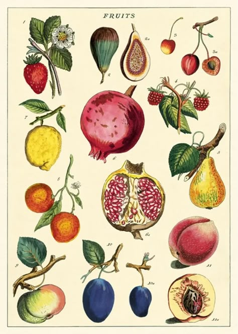 Paper Fruit, Fruits Images, Vintage Tea Towels, Illustration Botanique, Botanical Illustration Vintage, Fruit Illustration, Scientific Illustration, Illustration Vintage, Hanging Posters