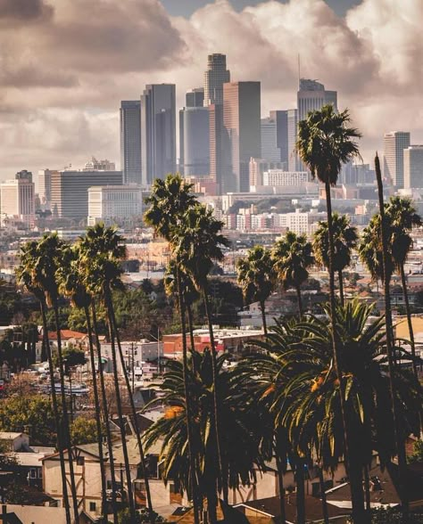 Los Angeles Wallpaper, Palm Tree Pictures, Palm Tree Photography, Los Angeles Skyline, Cali Life, Los Angeles Travel, Photography Los Angeles, West Coast Road Trip, Los Angeles City