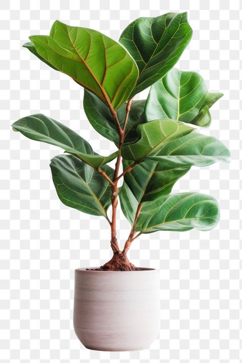 Tropical Potted Plants, Fig Plant, Fiddle Fig, Plant Vase, Bonsai Plants, Fiddle Leaf, Fiddle Leaf Fig, Plant Lighting, Tree Leaves