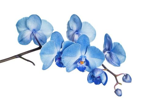 336,200+ Orchid Stock Photos, Pictures & Royalty-Free Images Transplanting Orchids, Orchid Flower Illustration, Orchids Background, Blue Orchids Aesthetic, Blue Orchid Watercolor, Blue Orchid Flower, Orchid Blue, Orchids In Water, Mum Tattoo