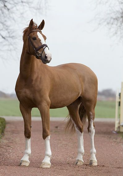 Endless Numbered Days - Love the proportions of this horse - good long legs and a beautiful upright posture. Gorgeous! Horses Brown, Horse Reference Photos, Chestnut Horses, Horse Standing, Warmblood Horses, Horse Aesthetic, Thoroughbred Horse, Most Beautiful Animals, Dream Horse