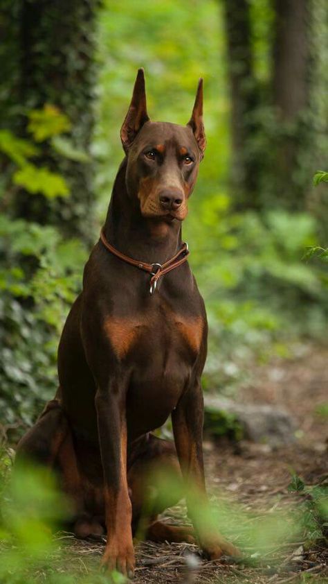 Doberman Natural, 4 Dobermans, Two Dobermans Aesthetic, Dark Doberman Aesthetic, Doberman Puppies, Brown Doberman, American Doberman, Funny Animal, European Doberman