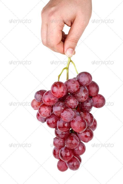 Hand holding bunch of pink grapes by digitalr. Hand holding bunch of pink grapes isolated on the white background #AD #bunch, #pink, #Hand, #holding Hand Holding Grapes, Bunch Of Grapes, Hand Holding, Draw On Photos, Illustration Artwork, Holding Hands, The White, Grapes, White Background