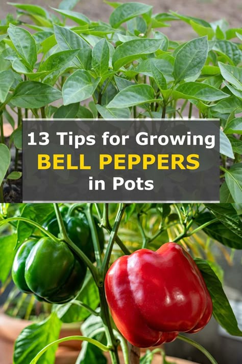 Bell Pepper Gardening, Grow Peppers In Pots, How To Grow Sweet Peppers, Growing Bell Peppers In Pots, Planting Peppers From Seeds, How To Grow Green Peppers, How To Plant Peppers, Growing Red Peppers, Indoor Pepper Plant