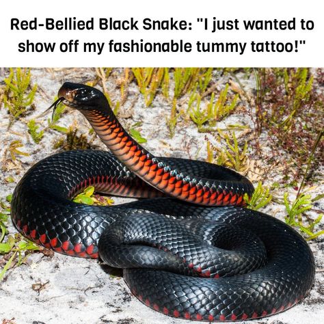 When your fashion sense is dangerously on point – the red-bellied black snake trendsetter! Learn everything you need to know about its bite in the article link below: https://www.animalsaroundtheglobe.com/what-to-do-after-a-red-bellied-black-snake-bite/ #redbelliedblacksnake #trendsetter #bite Naga Serpent, Lizards, Snakes, Frogs, Animals, Art