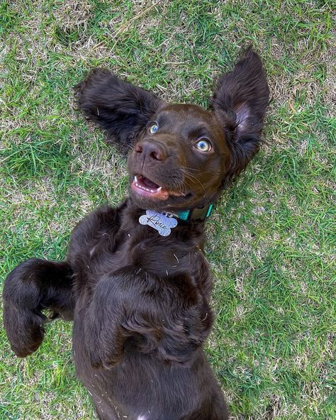 Rosie the Boykin on Instagram: “Happy Easter to all my fellow LBDs 🐣🐰🐾 . . . . #boykinspaniels #boykinspanielpuppy #boykinspaniel #lbd #littlebrowndog #boykin…” Boykin Spaniel Aesthetic, Boykin Spaniel Puppies, Boykin Spaniel, Dream Dog, Cocker Spaniels, Spaniel Puppies, Manifestation Board, Hunting Dogs, Reference Images