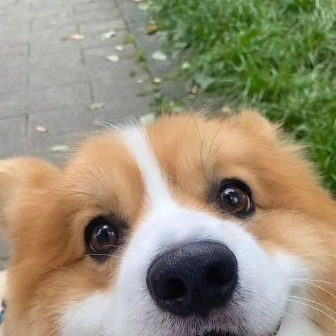 Corgi Dogs Cute, Dog Corgi, Dogs Corgi, Corgi Aesthetic, Fluffy Corgi Puppy, Corgi Pfp Aesthetic, Cute Corgi Puppy Aesthetic, Corgi Puppy With Tail, Fluffy Corgi