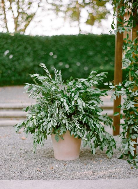 Potted Bushes, Tuscan Garden Wedding, Italian Wedding Ceremony, Garden Wedding California, Greenery Ceremony, Beaulieu Garden Wedding, Ceremony Decorations Indoor, Ceremony Decorations Church, Wedding Ceremony Decorations Indoor