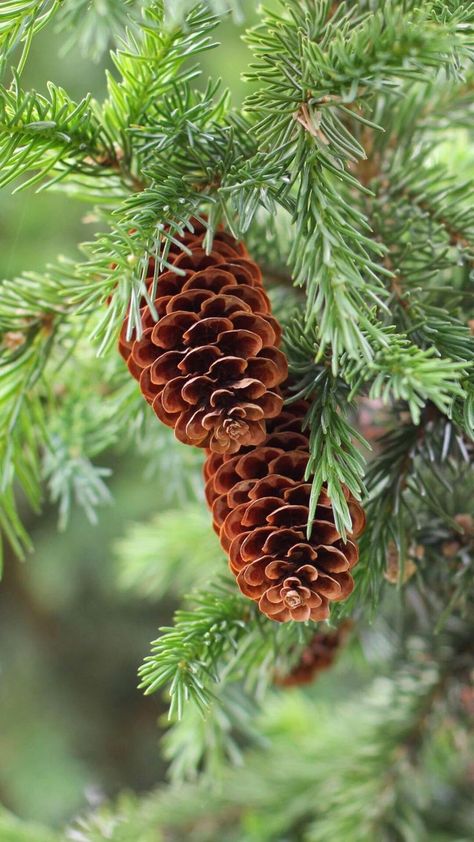 Geometry In Nature, Plant Study, Pine Cone Art, Still Life Photos, Fish Ponds, China Painting, Tree Leaves, Autumn Aesthetic, Hand Art