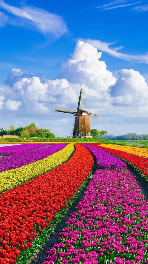 Netherlands Tourism, Tulips Holland, Dutch Tulip, Nature Architecture, Tulip Fields, Spring Landscape, Alam Yang Indah, Flower Field, Landscaping Ideas